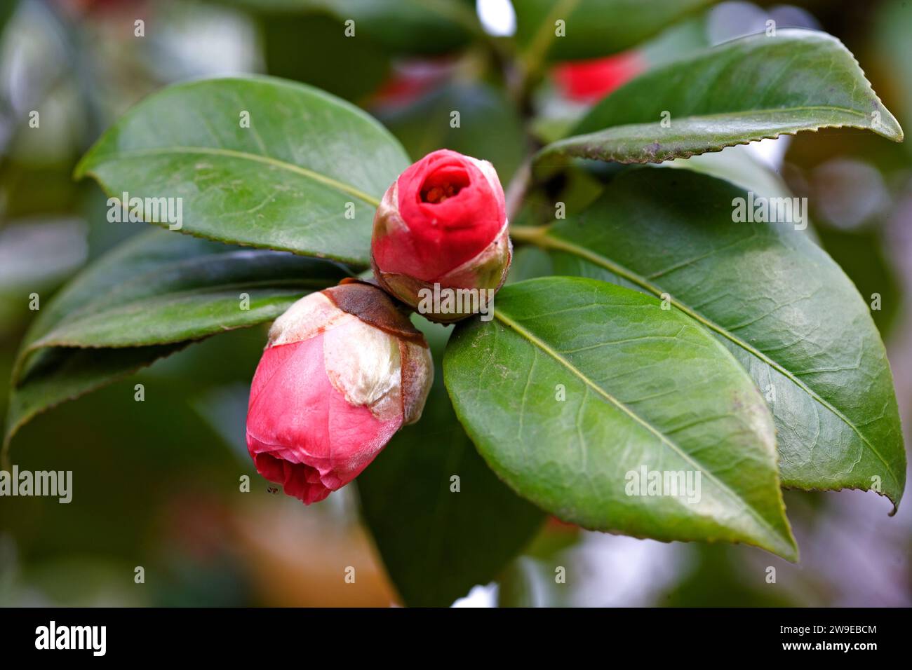 Camelia, Camellia japonica Stock Photo