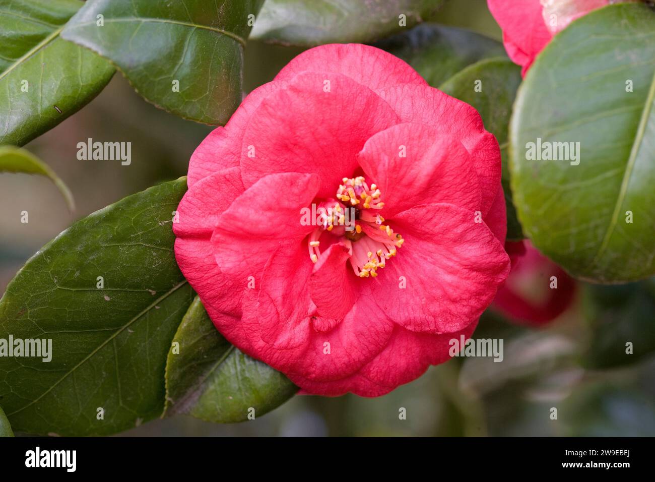 Camelia, Camellia japonica Stock Photo