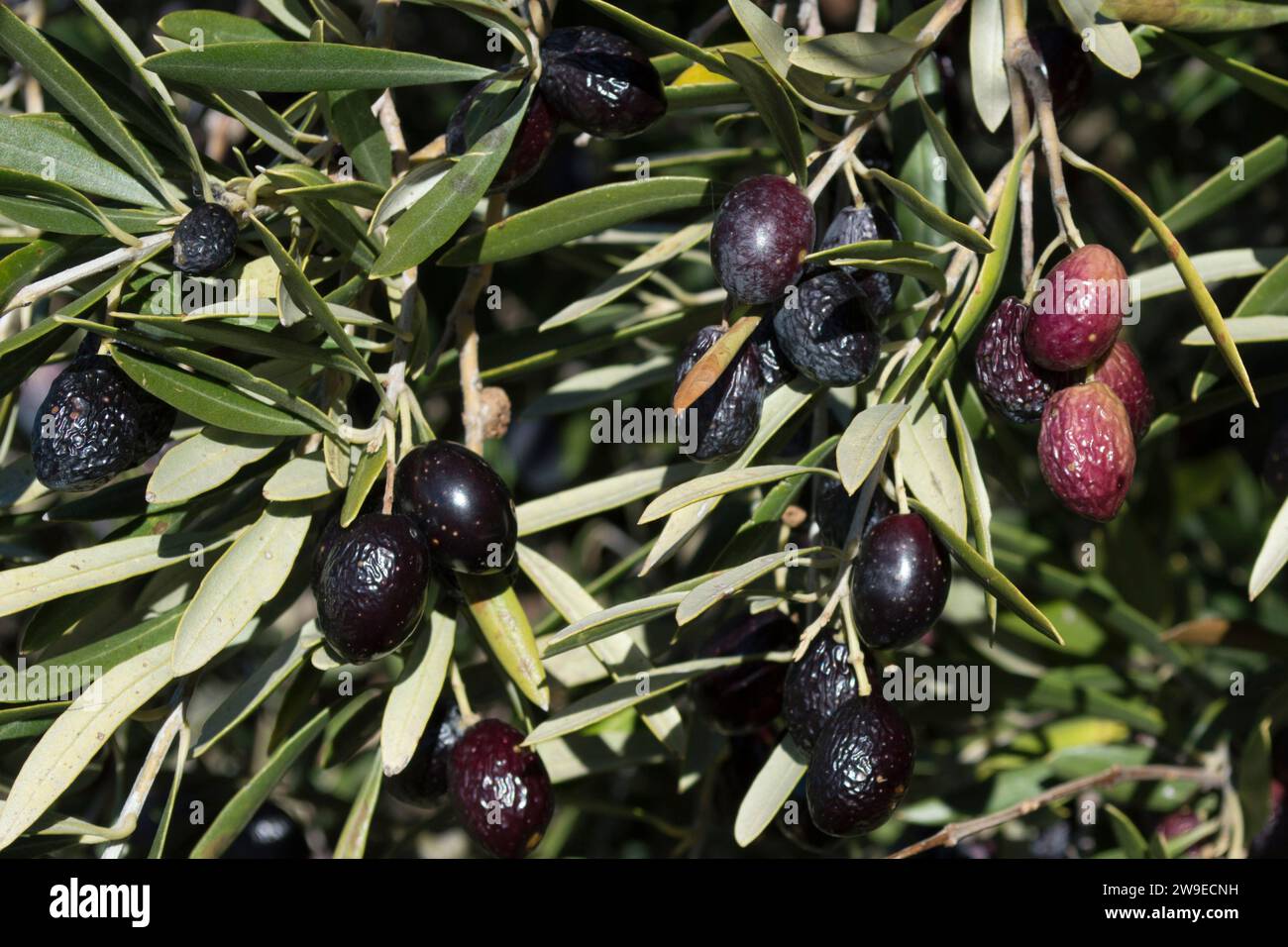 Ripe picual olives on the olive tree. Spanish olive grove Stock Photo