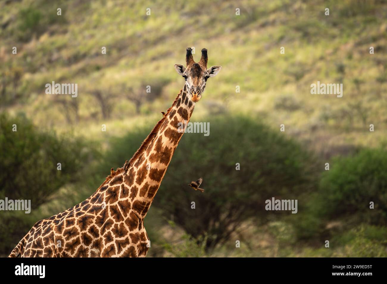 giraffe looking into camera with birds flying around Stock Photo