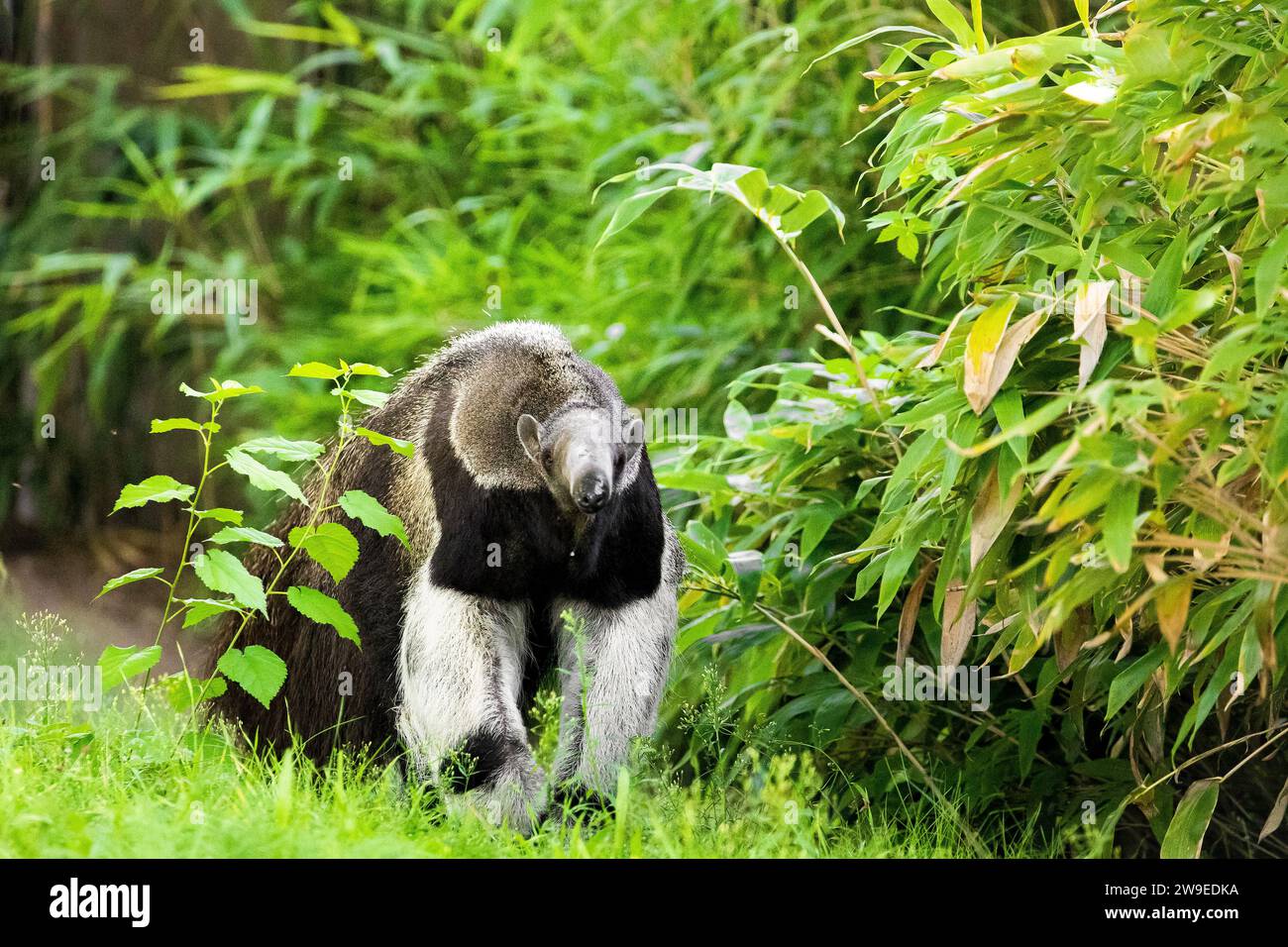 Myrmecophaga tridactyla, Giant anteater. large shaggy animal with long nose walks through grass. Protecting rare animals in European zoos Stock Photo