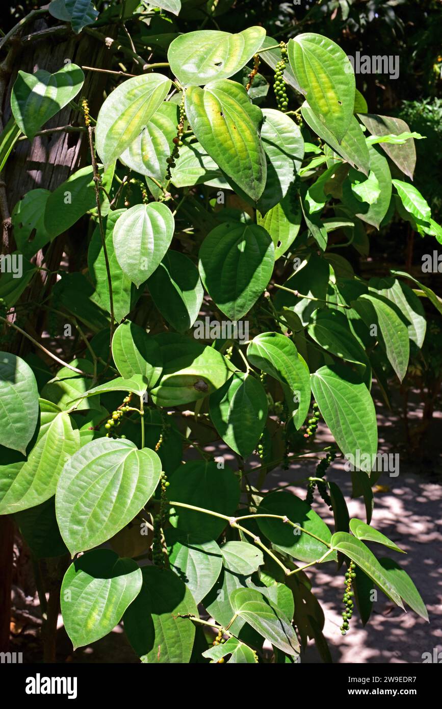 Black pepper (Piper nigrum) is a vine native to south India. Is cultived in tropical regions for its edible fruits used in cooking (spice). This photo Stock Photo
