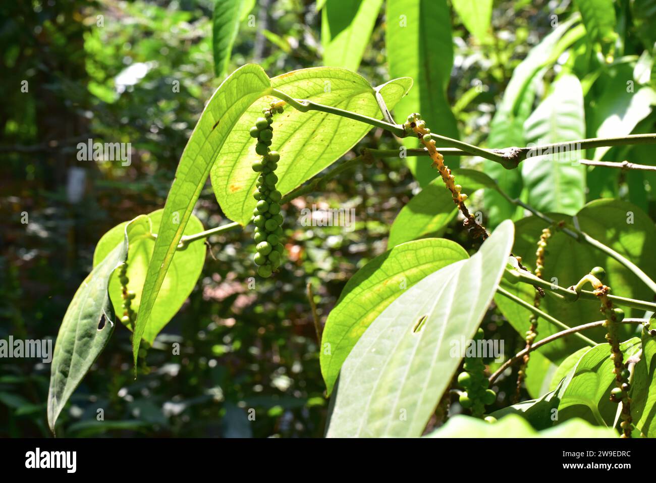 Black pepper (Piper nigrum) is a vine native to south India. Is