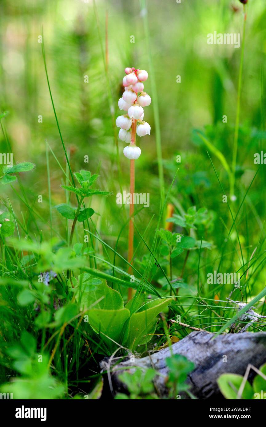 Greenflowered wintergreen (Pyrola chlorantha or Pyrola virens) is a perennial herb native to circumboreal regions and mountains to Eurasia and North A Stock Photo