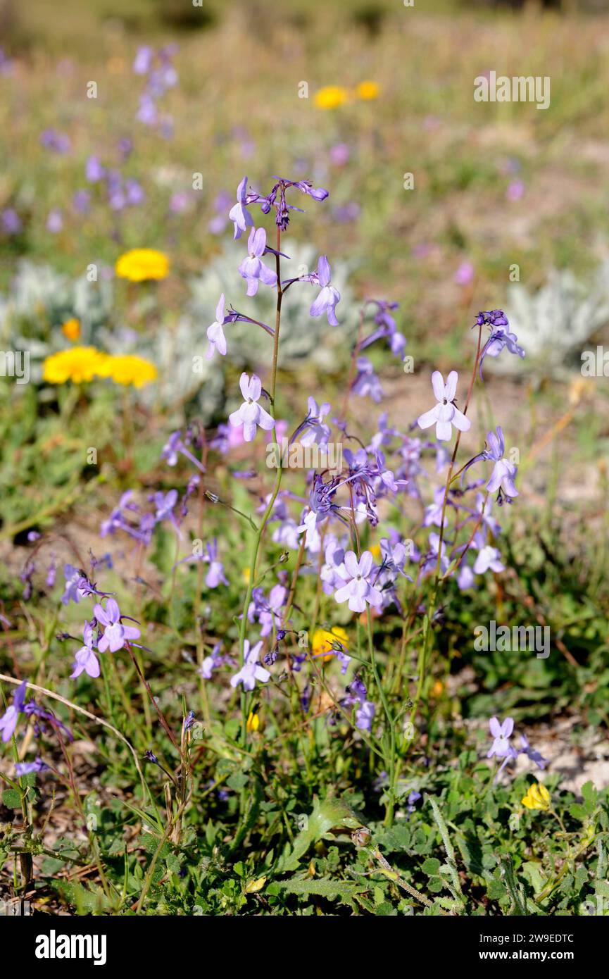 Espuelilla de Sorbas (Chaenorhinum grandiflorum) is an annual plant endemic to Almeria and Granada provinces. This photo was taken in Karst en yesos d Stock Photo