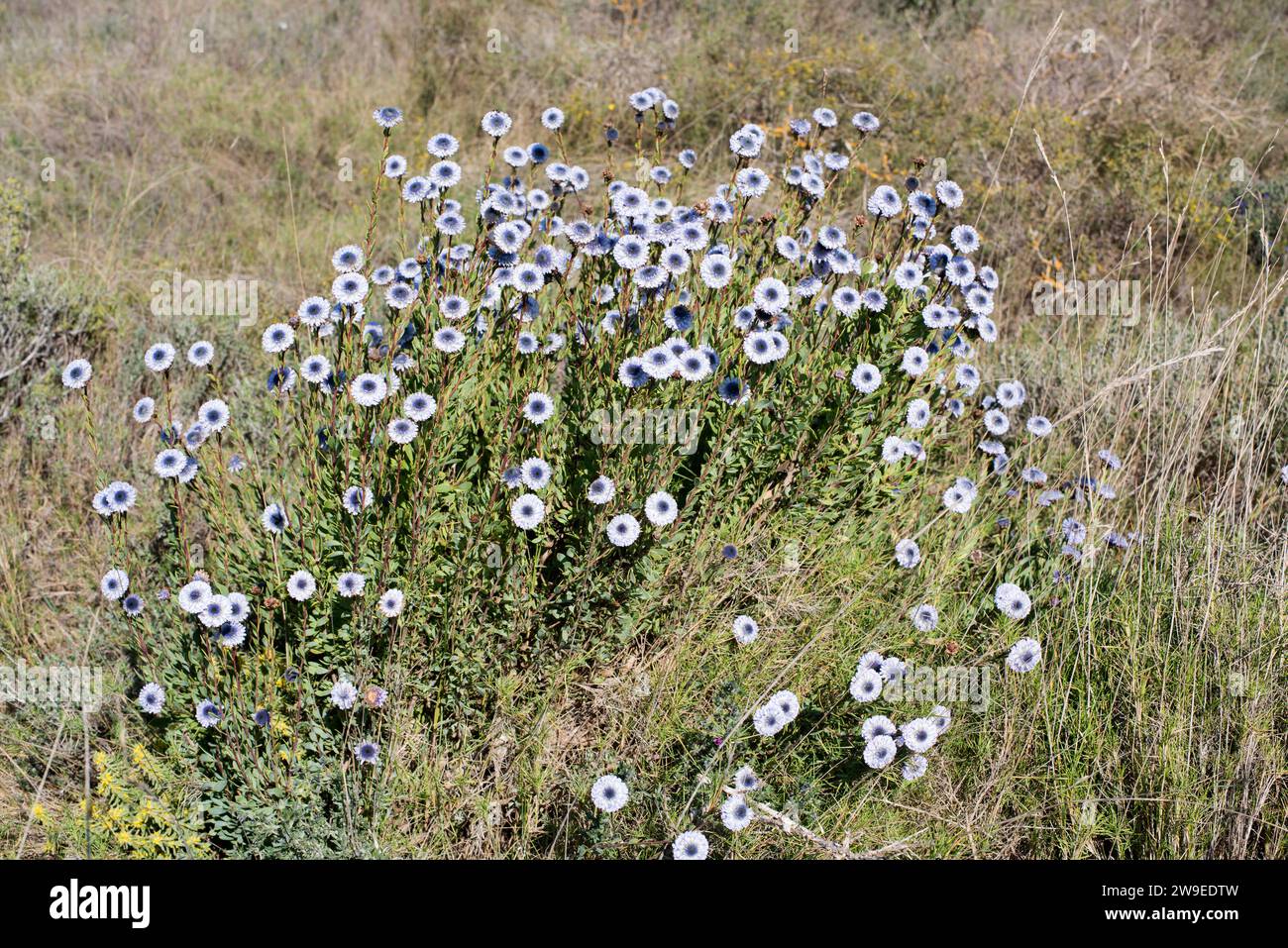 Crown friar (Globularia alypum) is a small shrub native to Mediterranean Basin. This toxic plant was used how a medicinal. This photo was taken in Utx Stock Photo