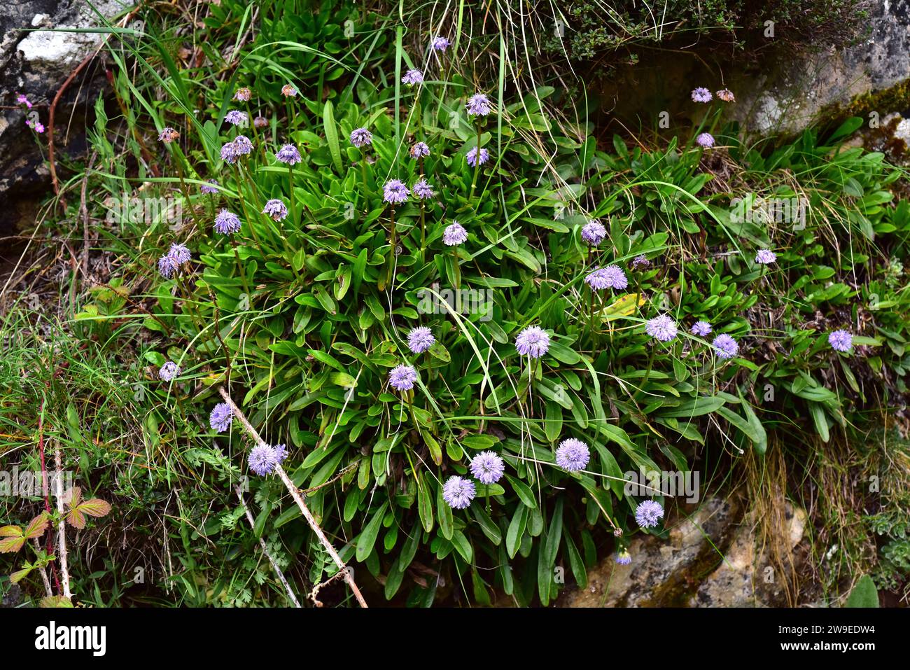 Heart-leaved globe daisy (Globularia cordifolia) is a perennial herb native to central and south mountains of Europe and Turkey. This photo was taken Stock Photo