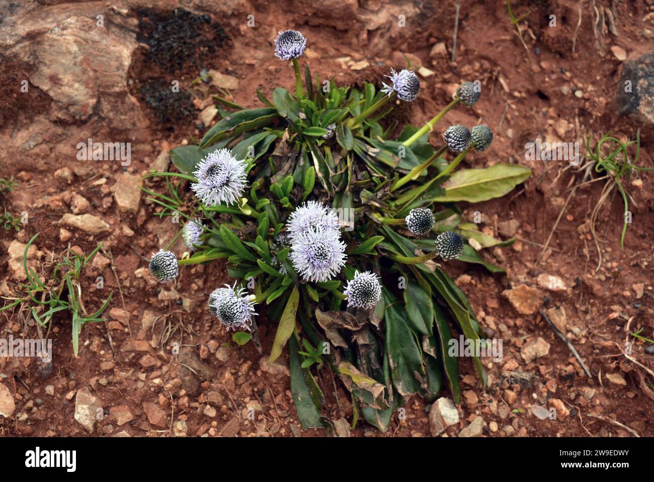 Globe daisy (Globularia nudicaulis or Globularia alpina) is a perennial herb native to Europe mountains (Alps, Pyrenees and Cantabrian Mountains). Thi Stock Photo