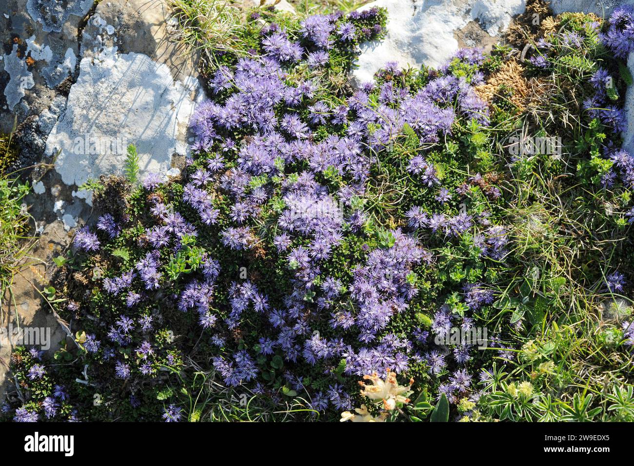 Siemprejunta (Globularia repens) is a subshrub native to Alps, Pyrenees and Cantabrian Mountains. This photo was taken in Larra-Belagua Natural Park, Stock Photo