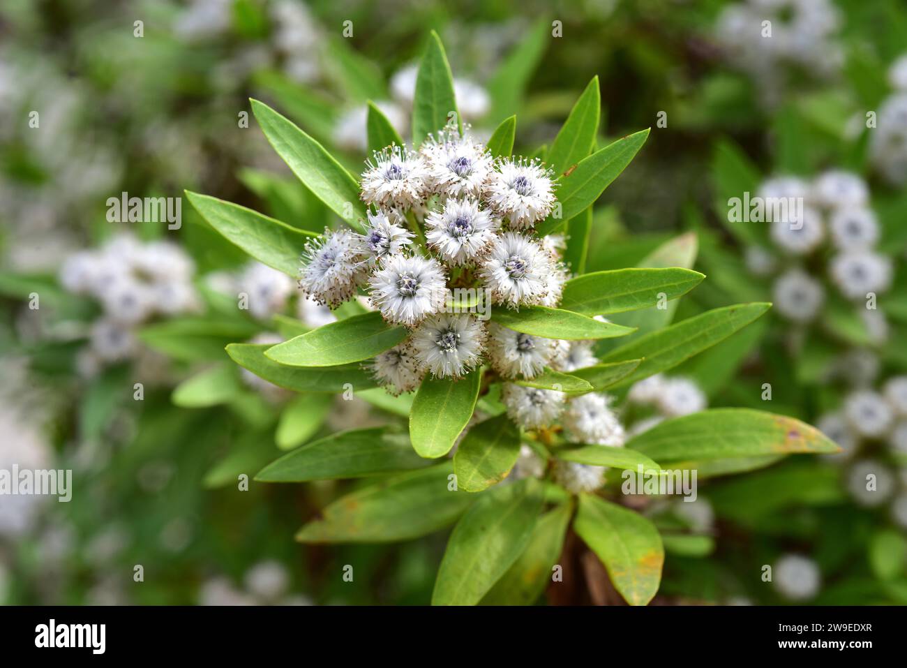 Globe daisy shrub (Globularia salicina) is a shrub endemic and endangered to Canary Islands (except Fuerteventura and Lanzarote) and Madeira Archipela Stock Photo