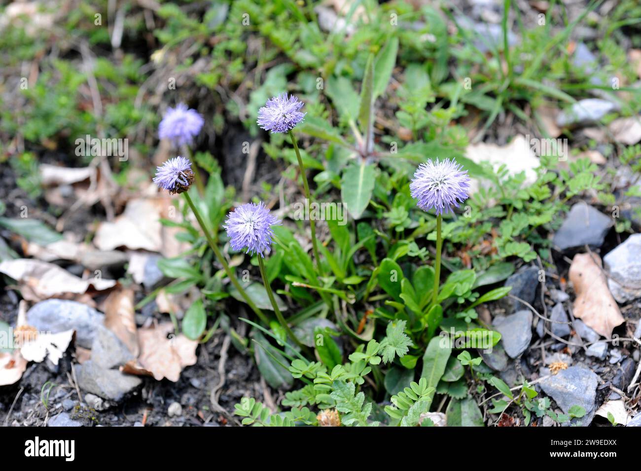 Globe daisy (Globularia vulgaris) is a subshrub native to north Spain, south France and Gotland Island (Sweden). This photo was taken in Valle de Aran Stock Photo