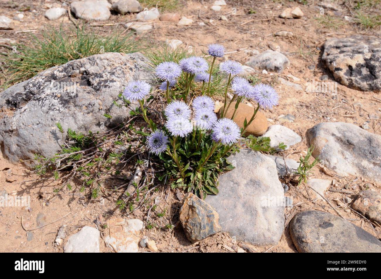 Globe daisy (Globularia vulgaris) is a subshrub native to north Spain, south France and Gotland Island (Sweden). This photo was taken in Sierra de Gua Stock Photo