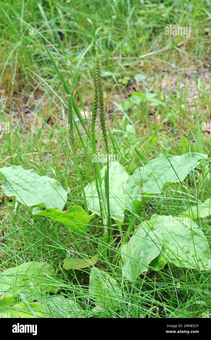 Broadleaf plantain or greater plantain (Plantago major) is a perennial herb edible and medicinal. Is native to Eurasia and introduced in other more re Stock Photo