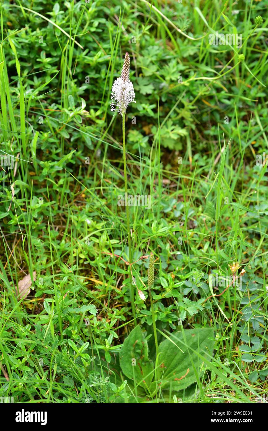 Hoary plantain (Plantago media) is a perennial herb edible and medicinal native to central and western Europe. This photo was taken in Burgos province Stock Photo
