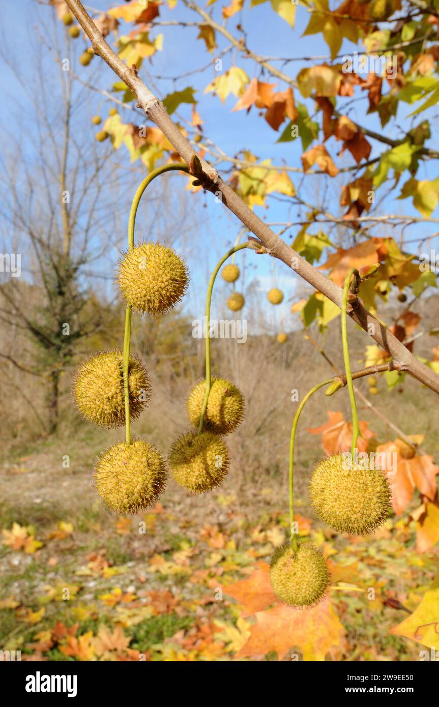 Hybrid plane (Platanus x hispanica) is an hybrid species between Platanus occidentalis and Platanus orientalis. Is an ornamental tree frequent in many Stock Photo