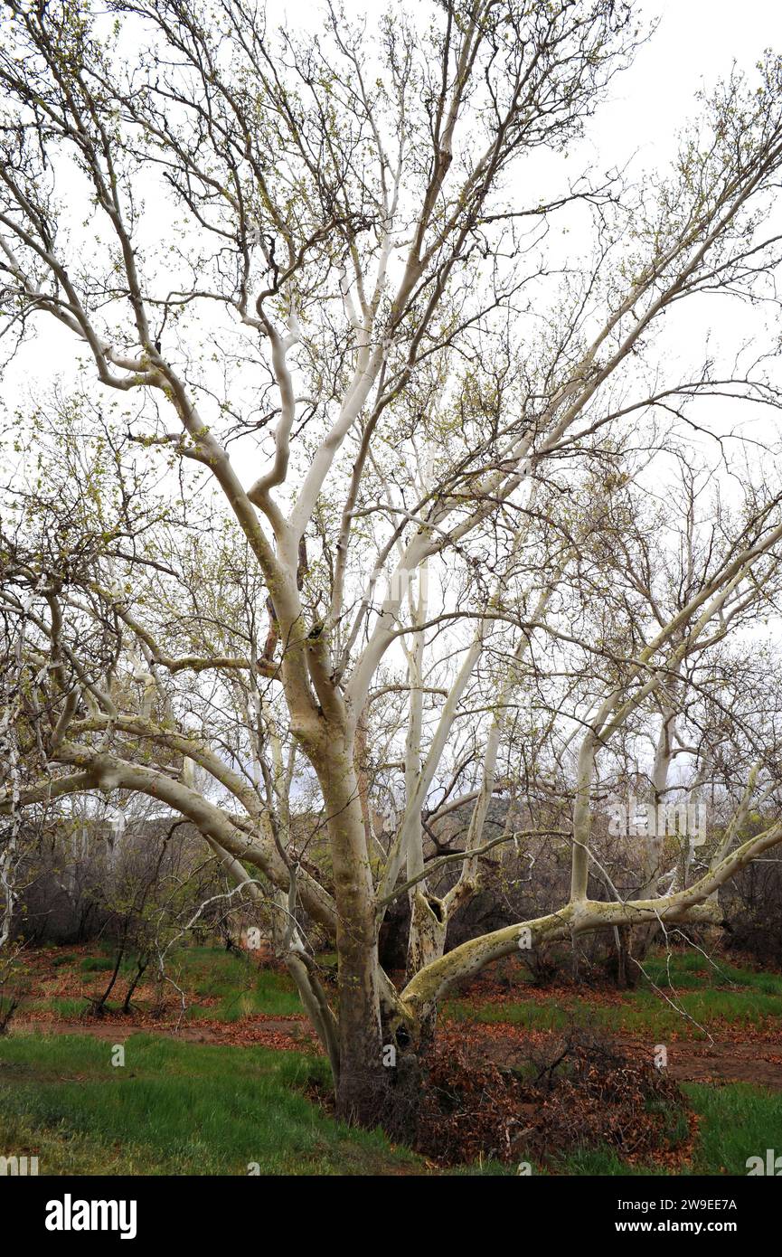 Arizona sycamore (Platanus wrightii) is a deciduous tree native to southwestern USA and northwestern Mexico. This photo was taken in Montezuma Castle Stock Photo