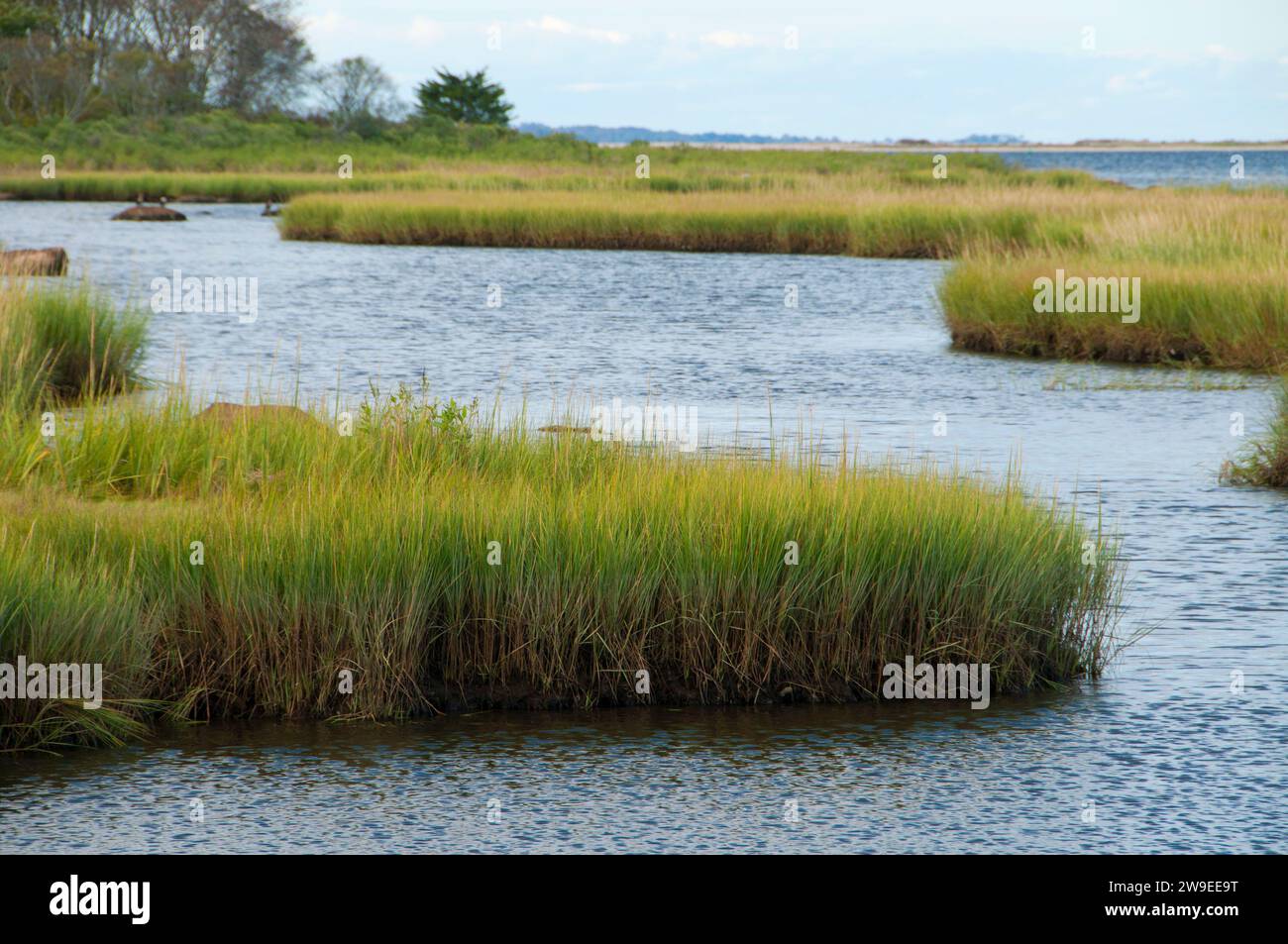 Salt water marsh, Barn Island Wildlife Management Area, Connecticut