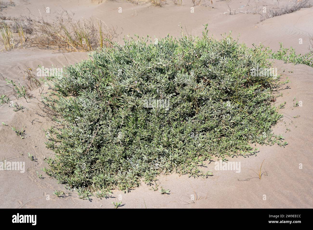 Salado (Limoniastrum monopetalum) is an halophyte shrub native to Mediterranean Basin coasts, southern Iberian Peninsula, Delta del Ebro, south Sardin Stock Photo