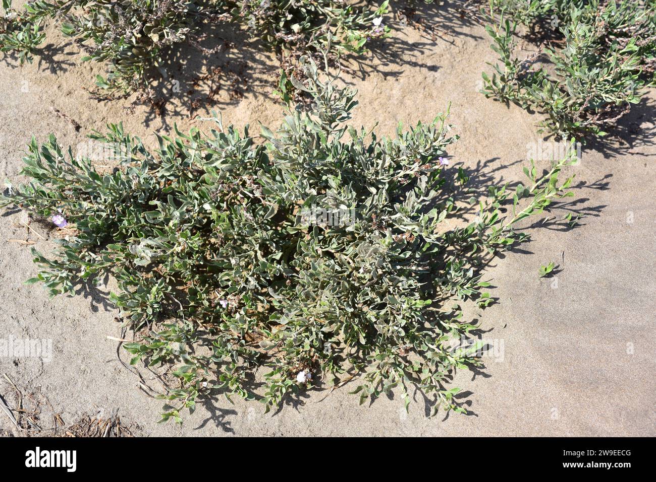 Salado (Limoniastrum monopetalum) is an halophyte shrub native to Mediterranean Basin coasts, southern Iberian Peninsula, Delta del Ebro, south Sardin Stock Photo