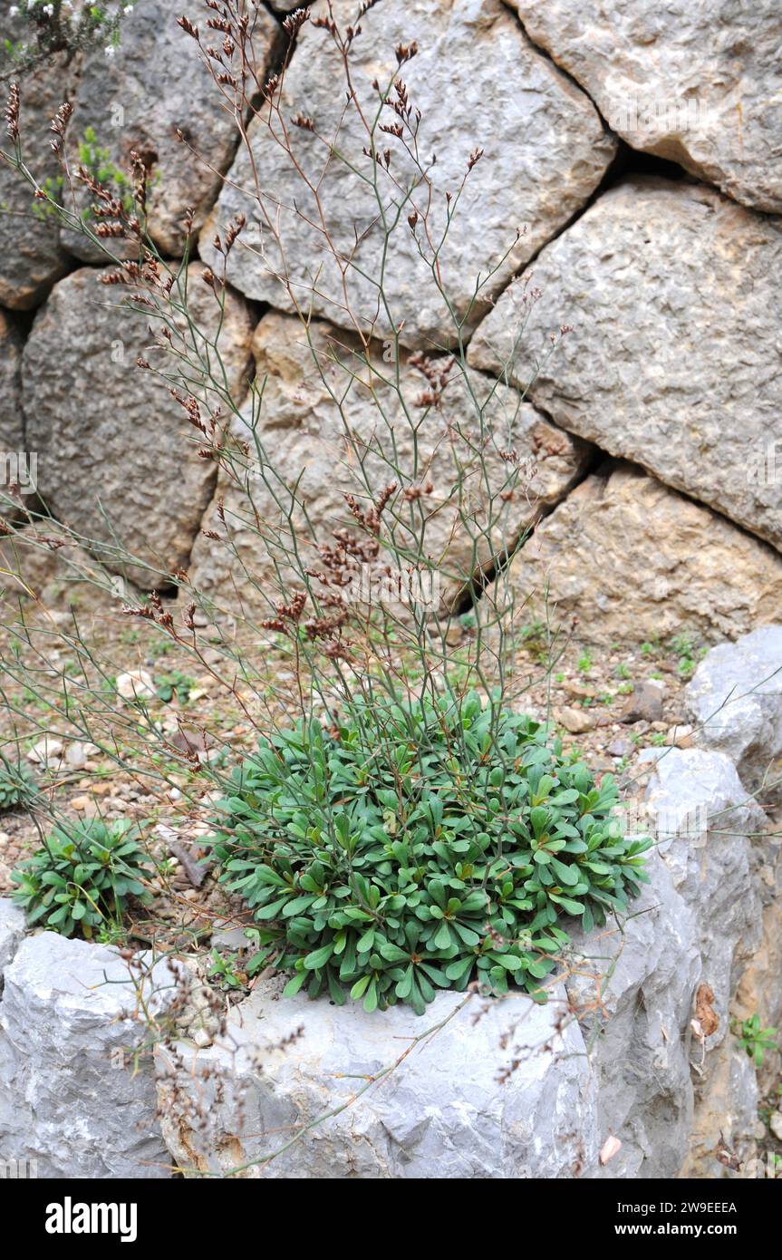 Limonium dragonericum is an endemic thrift native to Sa Dragonera, Balearic Islands, Spain. Stock Photo