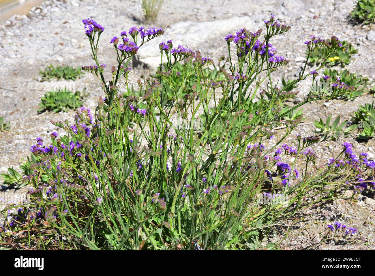 Sea lavender (Limonium sinuatum) is a perennial herb native to south Spain, Canary Islands, north Africa and Palestine. Stock Photo