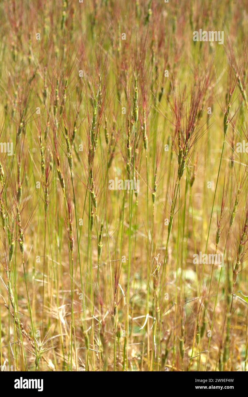 Jointed goatgrass (Aegilops cylindrica) is an annual herb native to south Europe and Central Asia but introduced in others regions. Stock Photo
