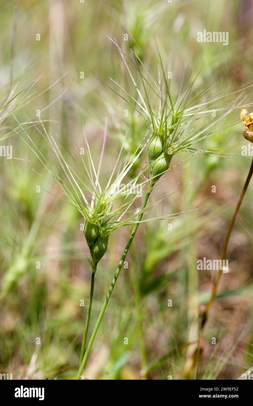 Ovate goatgrass (Aegilops geniculata, Aegilops ovata or Triticum ovatum) is an annual herb native to Mediterranean Basin and western Asia. This photo Stock Photo