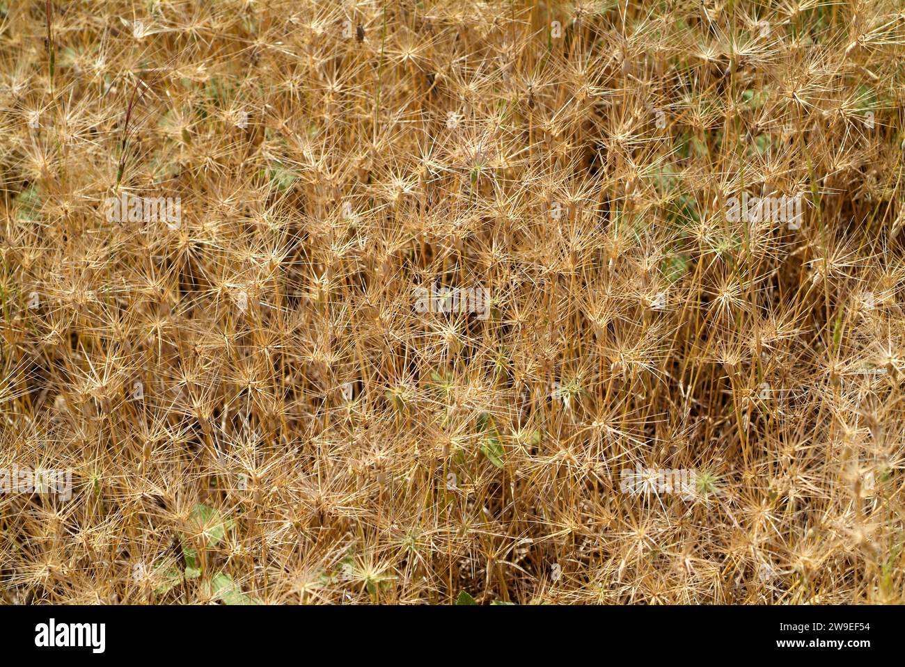 Ovate goatgrass (Aegilops geniculata, Aegilops ovata or Triticum ovatum) is an annual herb native to Mediterranean Basin and western Asia. This photo Stock Photo