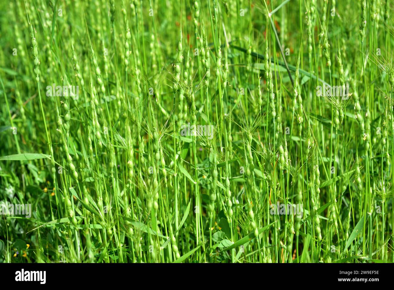 Belly-shaped hard grass or swollen goatgrass (Aegilops ventricosa, Gastropyrum ventricosum or Triticum ventricosum) is an annual herb native to southw Stock Photo
