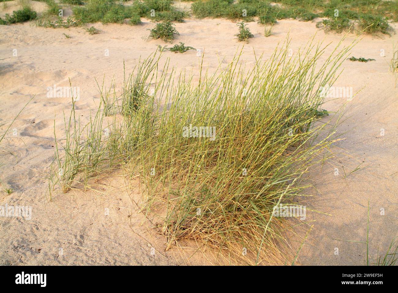 Sand couch grass (Elymus farctus or Agropyron junceum) is a perennial herb native to coasts to Europe, north Africa and Asia. This photo was taken in Stock Photo