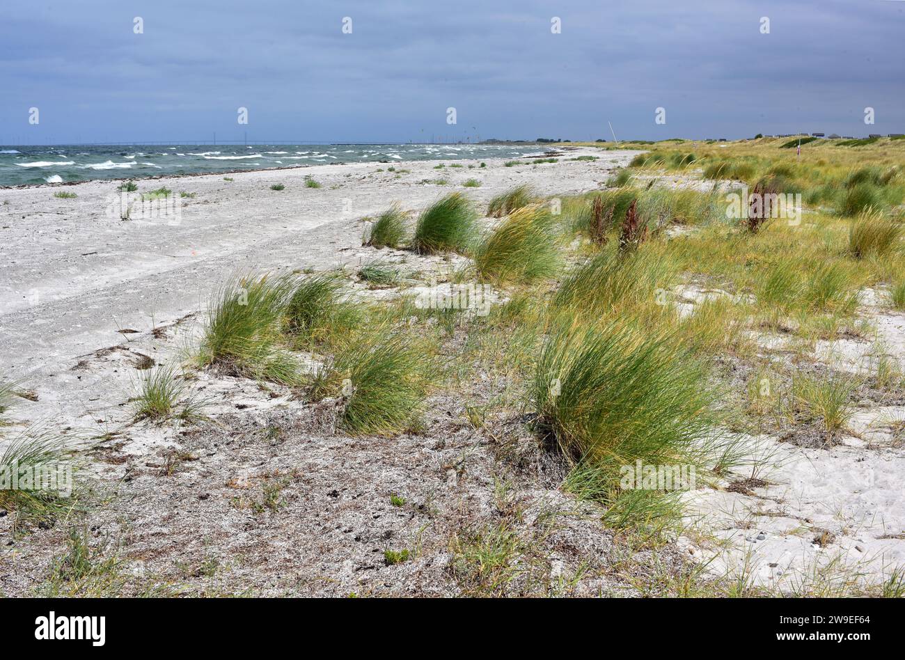 European beachgrass or European marram grass (Ammophila arenaria) is a perennial herb native to coastlines of Europe and north Africa. This photo was Stock Photo