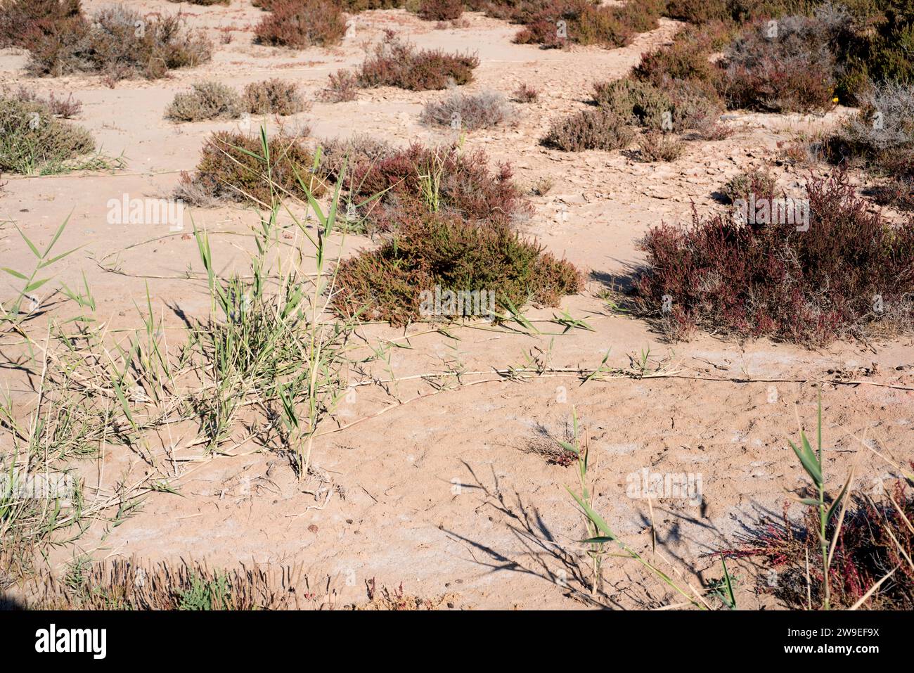 Giant cane, giant reed or wild cane (Arundo donax) is a perennial grass native to Mediterranean Basin. Rhizome detail. This photo was taken in Cabo de Stock Photo