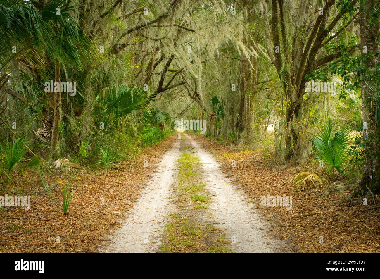 Rugged dirt sand path passing through remote peaceful quiet natural