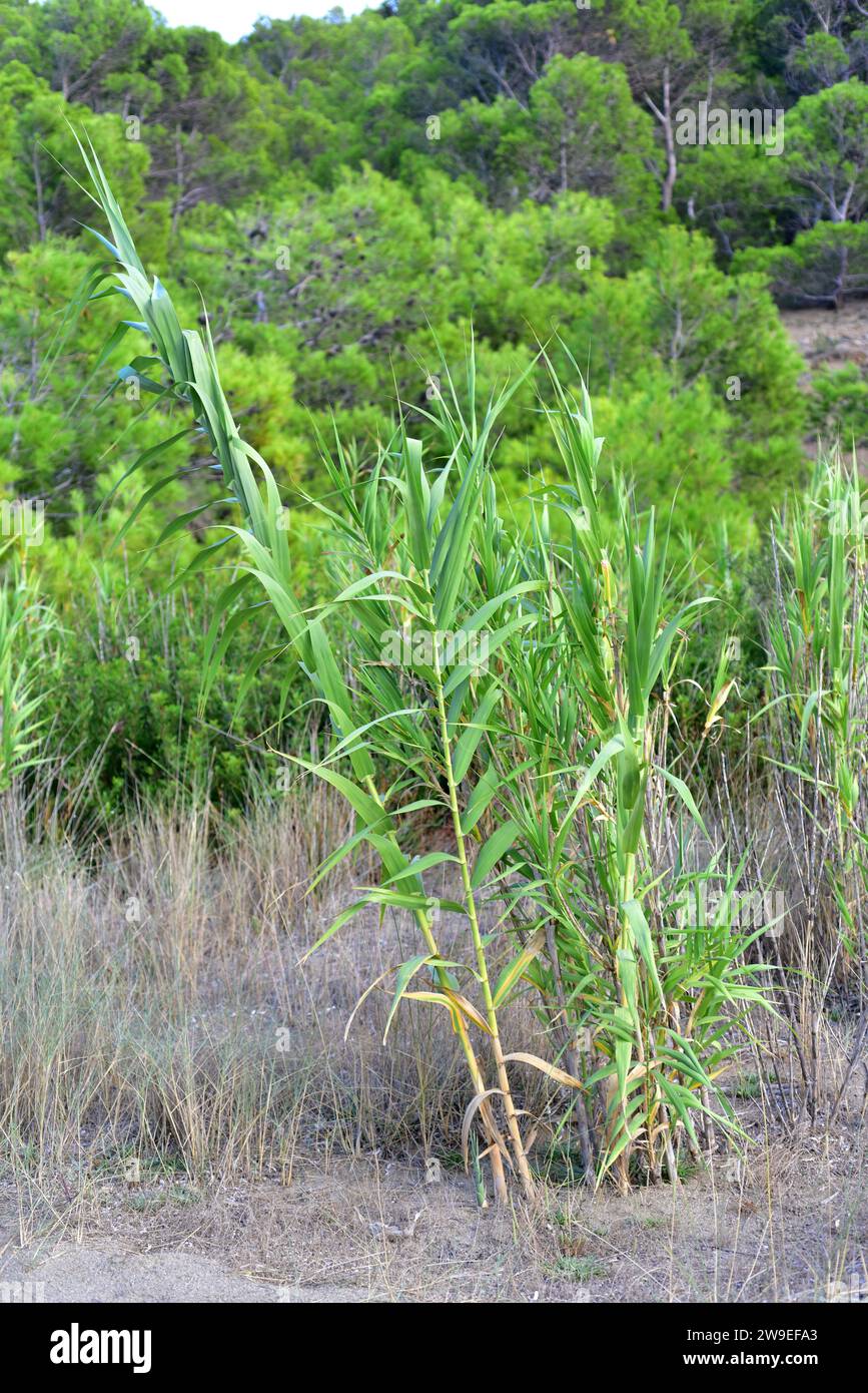 Giant cane, giant reed or wild cane (Arundo donax) is a perennial grass native to Mediterranean Basin. Behind Aleppo pine (Pinus halepensis). This pho Stock Photo
