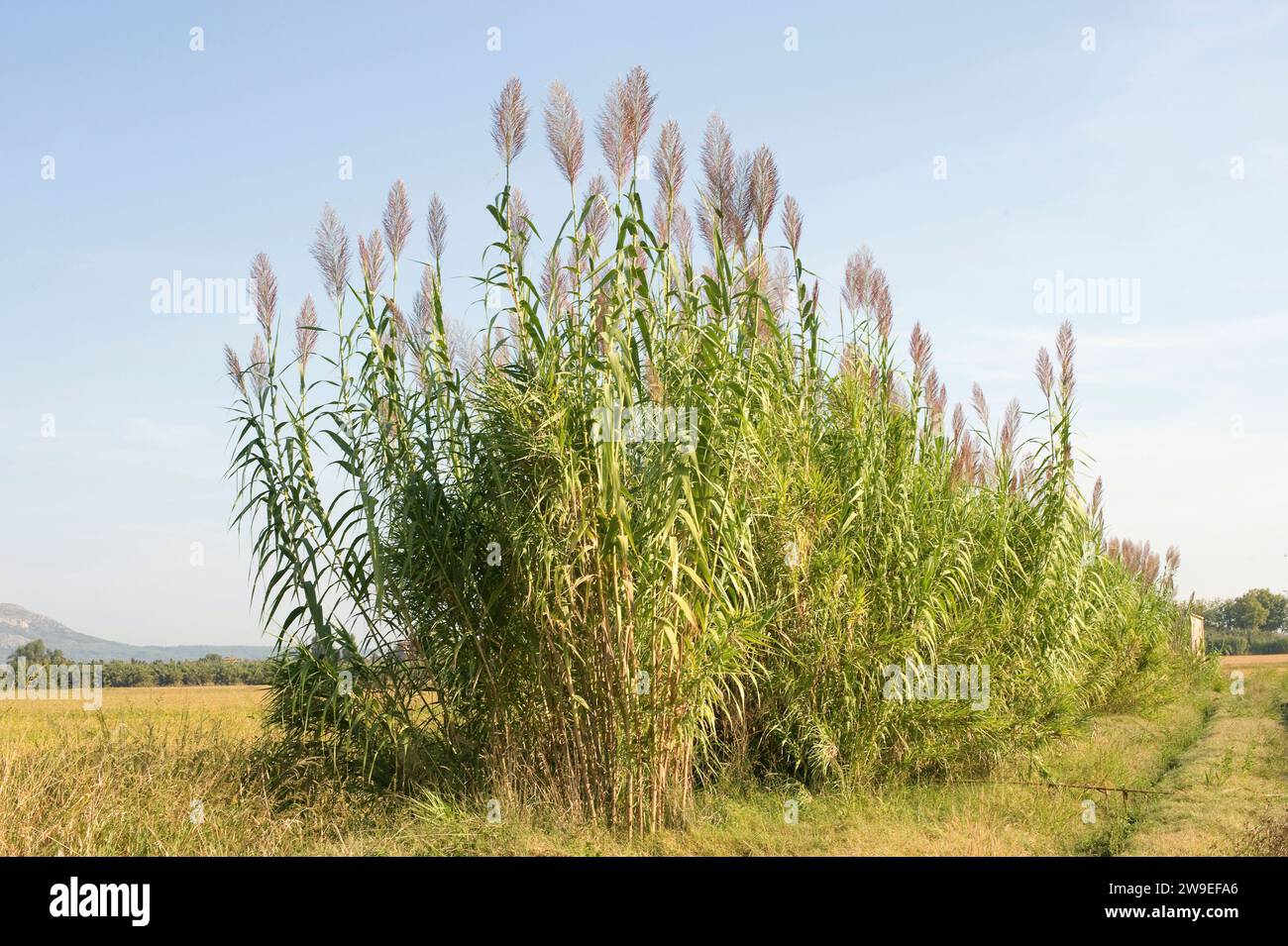 Giant cane, giant reed or wild cane (Arundo donax) is a perennial grass native to Mediterranean Basin. This photo was taken in Emporda, Girona provinc Stock Photo