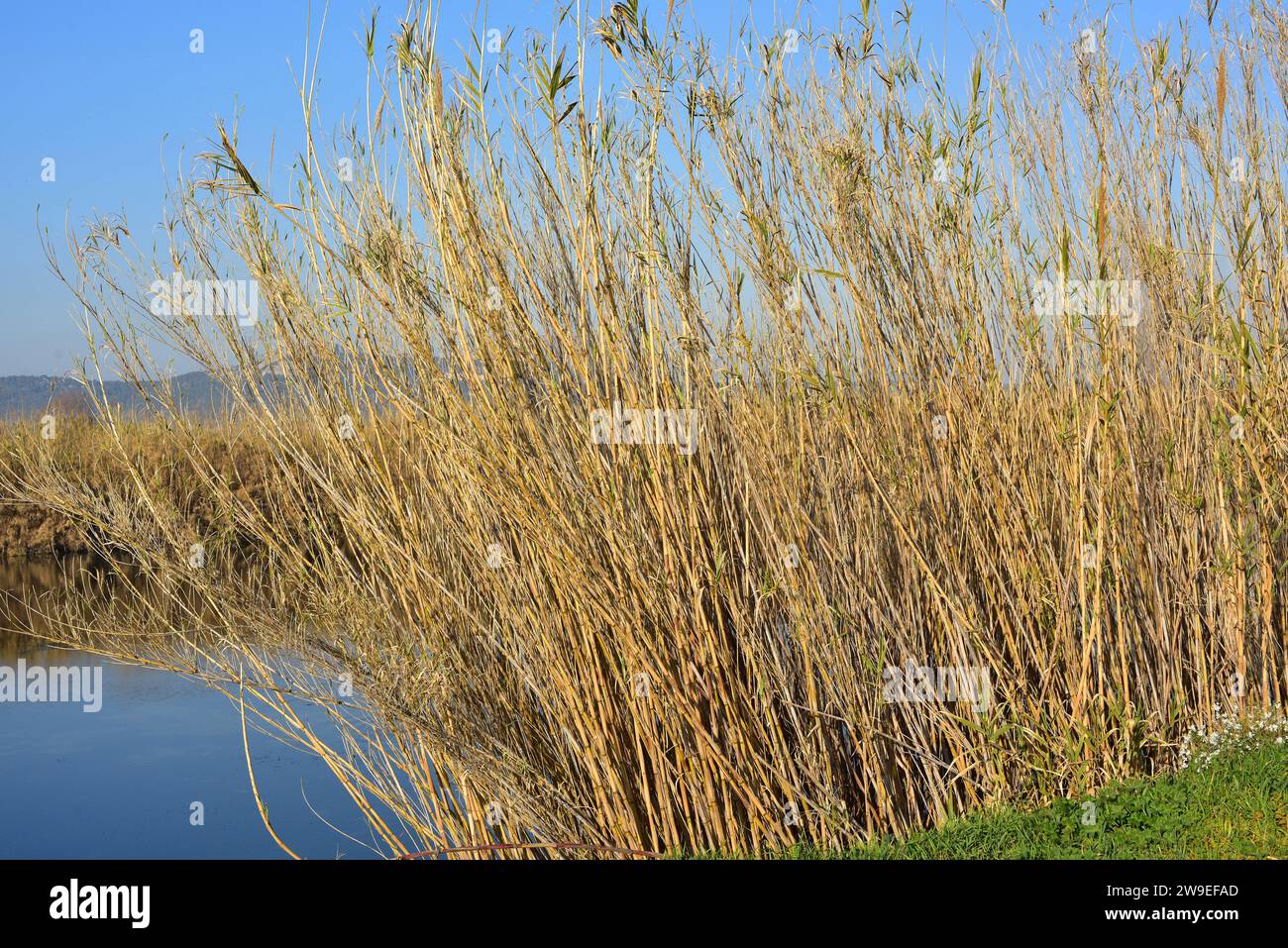 Giant cane, giant reed or wild cane (Arundo donax) is a perennial grass native to Mediterranean Basin. This photo was taken in Ter river, Emporda, Gir Stock Photo