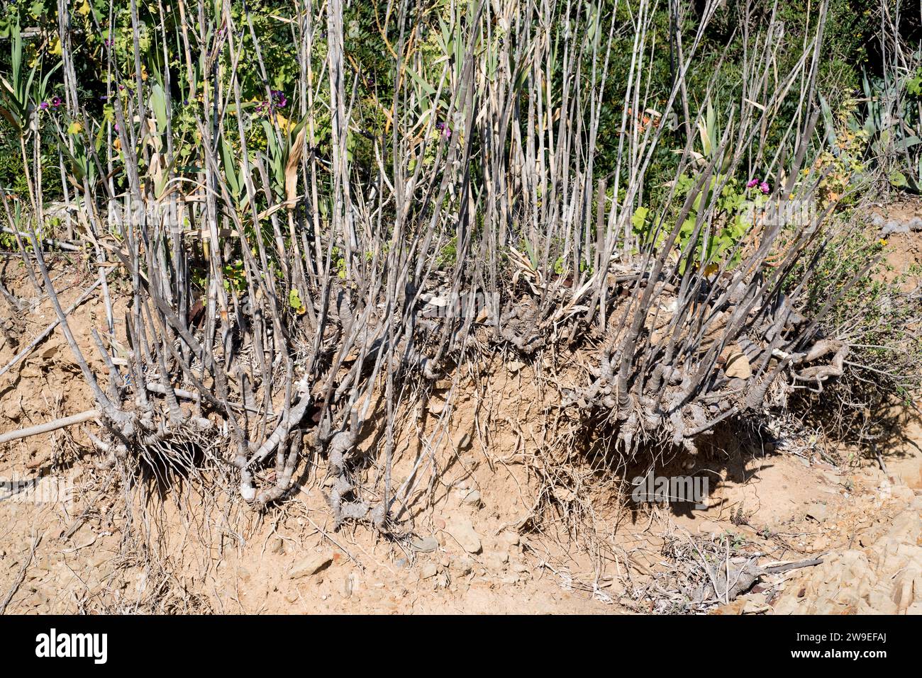 Giant cane, giant reed or wild cane (Arundo donax) is a perennial grass native to Mediterranean Basin. Rhizomes detail. This photo was taken in Cap Ra Stock Photo