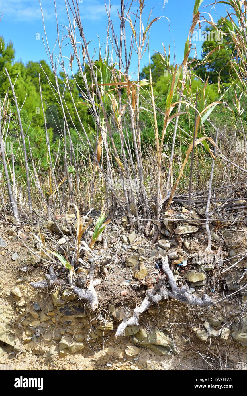 Giant cane, giant reed or wild cane (Arundo donax) is a perennial grass native to Mediterranean Basin. Rhizomes detail. This photo was taken in Cap Ra Stock Photo