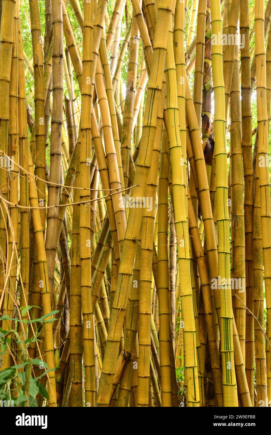 Painted bamboo (Bambusa vulgaris vittata) is a perennial gras native to Indochina but naturalized in others tropical regions. This photo was taken in Stock Photo