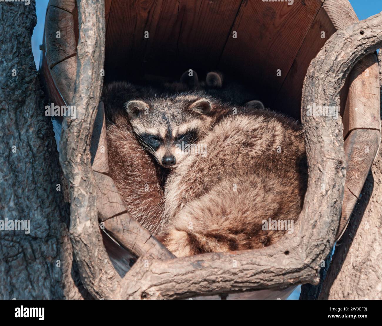 Sleepping Raccon Cute raccoons are sleeping in hollow log Stock Photo - Alamy