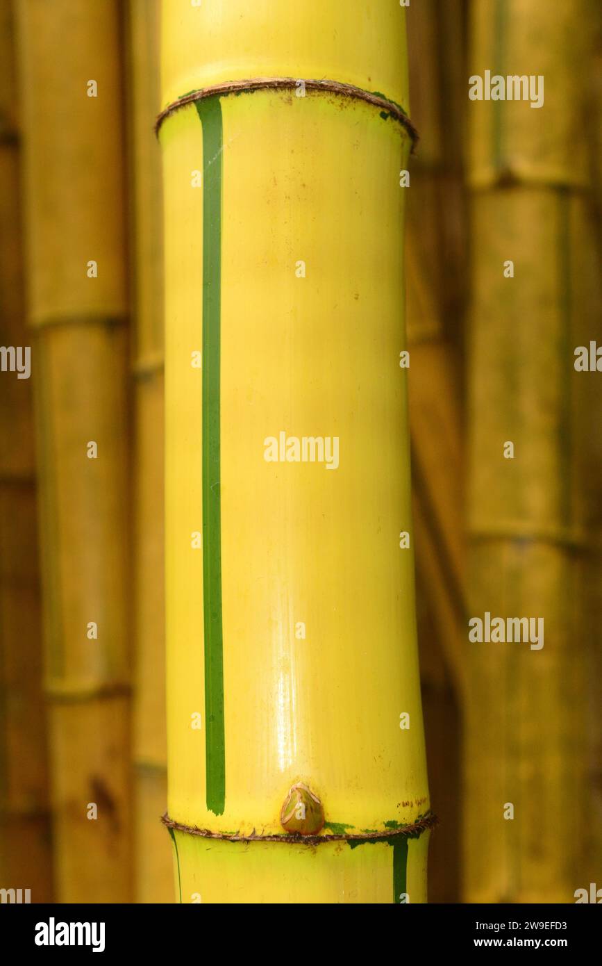 Painted bamboo (Bambusa vulgaris vittata) is a perennial gras native to Indochina but naturalized in others tropical regions. This photo was taken in Stock Photo