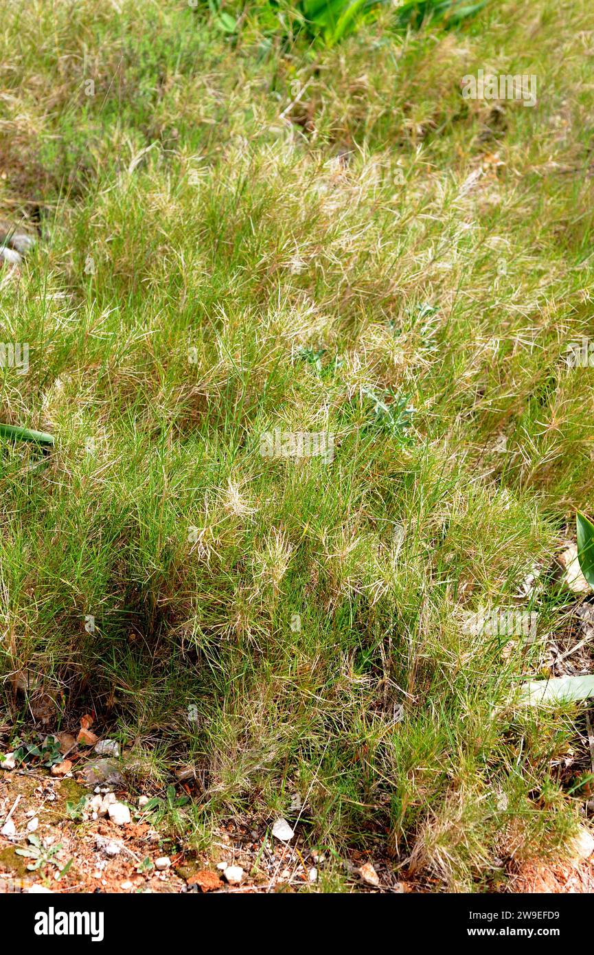 Laston ramoso (Brachypodium retusum) is a perennial herb native to Mediterranean Basin. This photo was taken in Cap Sant Antoni, Alacant province, Com Stock Photo
