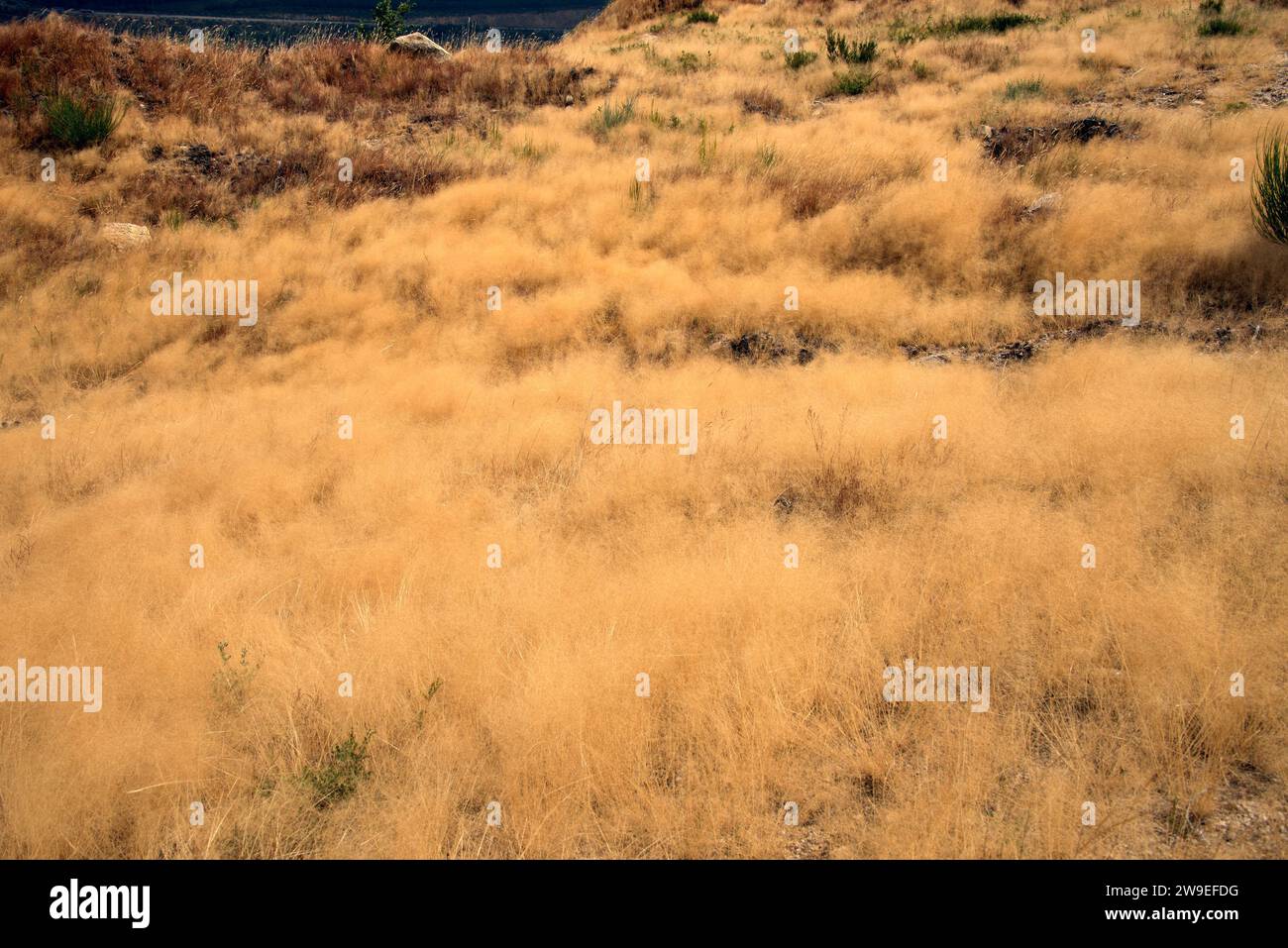 Wavy hair grass (Deschampsia flexuosa) is a perennial herb native to Europe, Asia, Africa and Americas. This photo was taken in Sanabria, Zamora provi Stock Photo