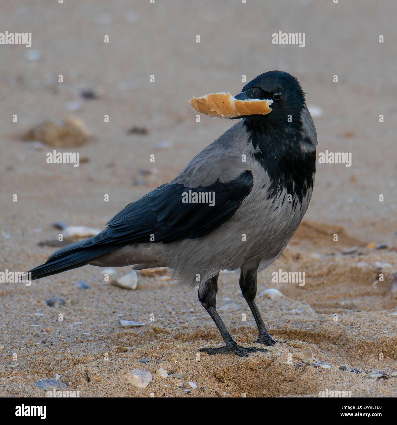 Hooded Crow Stock Photo