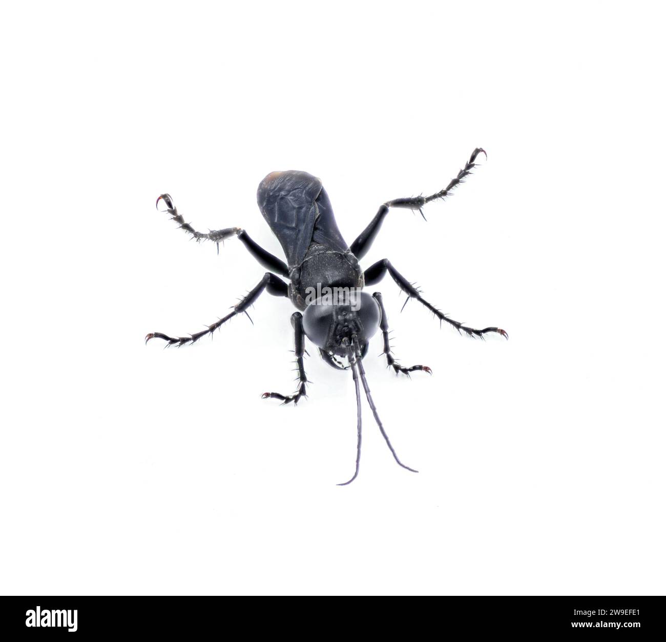 black cricket hunting wasp in the genus Lirus L. argentatus. member of the Crabronidae - Crabronid Wasps, Cicadakillers, Sand Wasps, Mud Daubers famil Stock Photo
