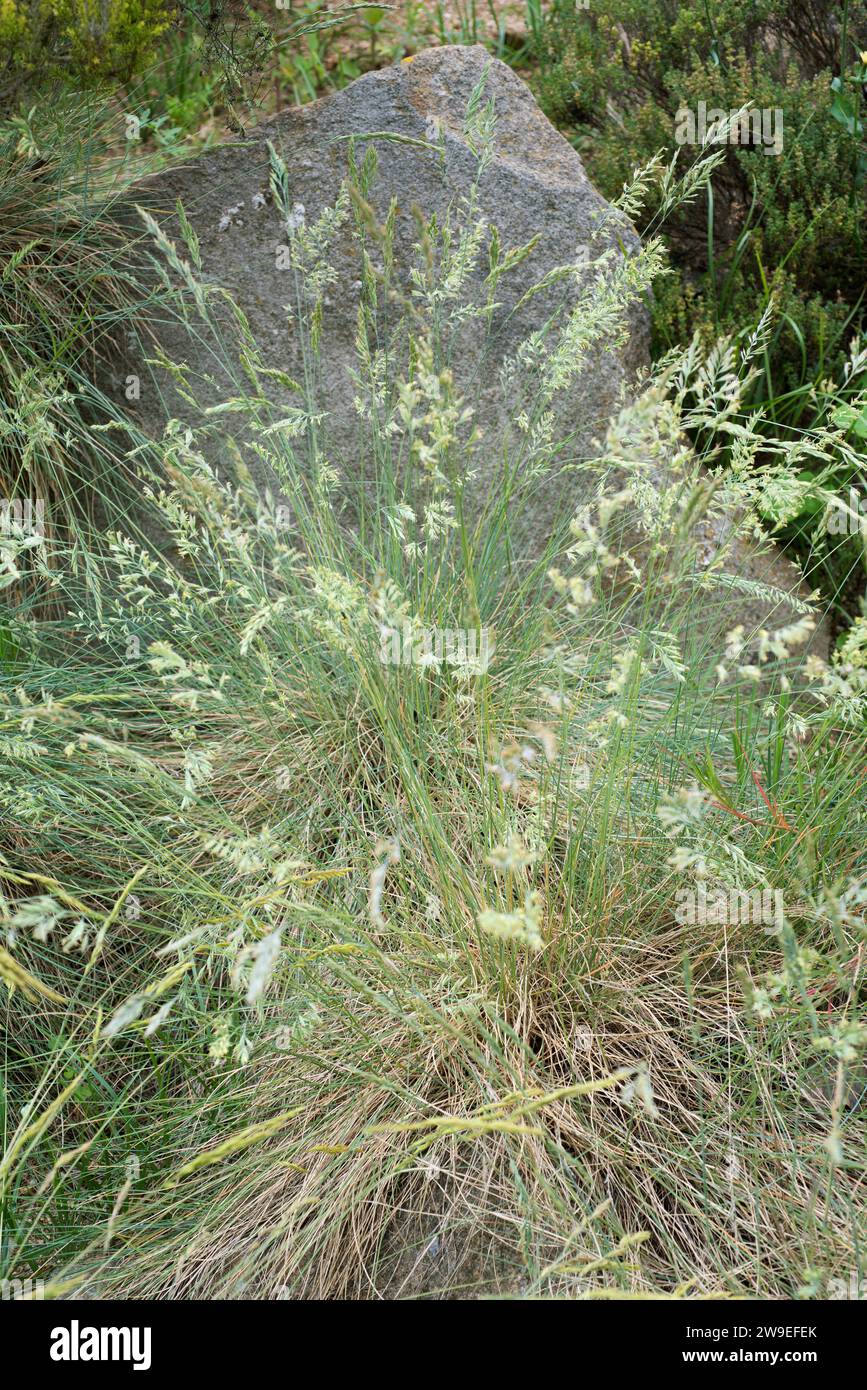 Blue fescue (Festuca glauca) is a perennial herb native to western Mediterranean Basin. Stock Photo