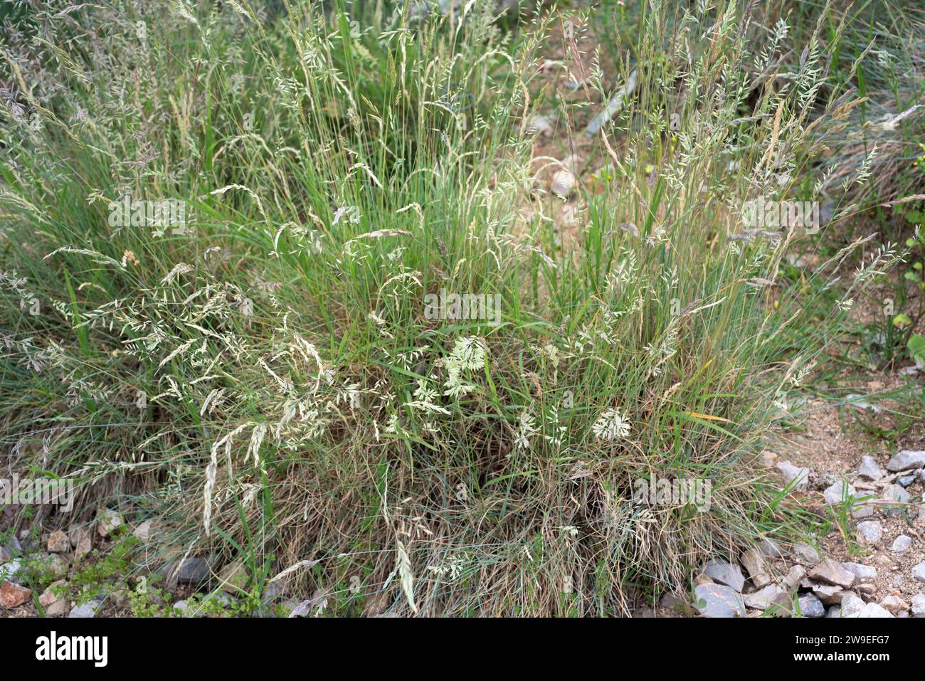 Festuca liviensis or Festuca ovina liviensis is a perennial herb endemic to Pyrenees. Stock Photo
