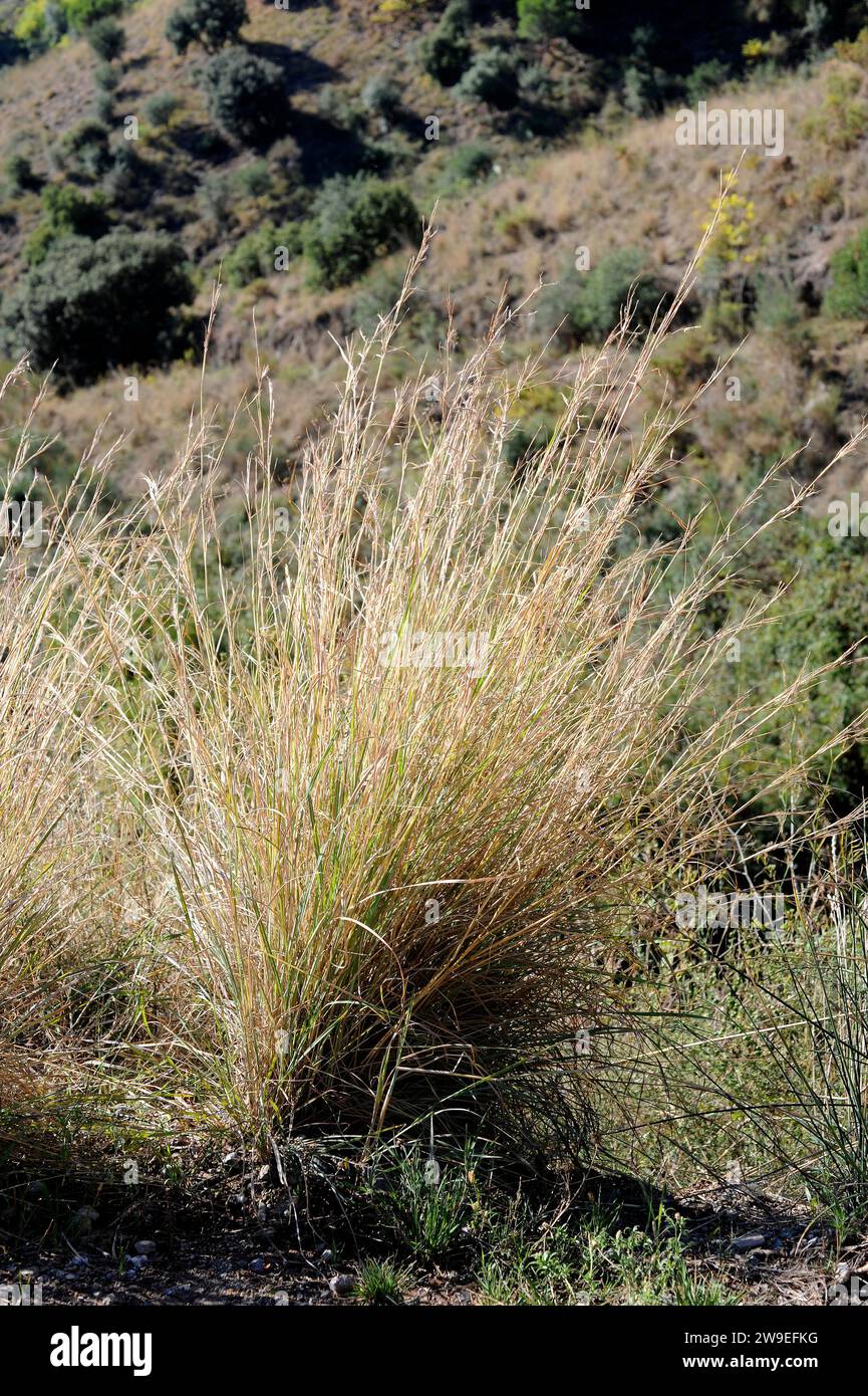Common thatching grass (Hyparrhenia hirta) is a perennial herb native to Mediterranean Basin and Portugal. This photo was taken in Barcelona province, Stock Photo
