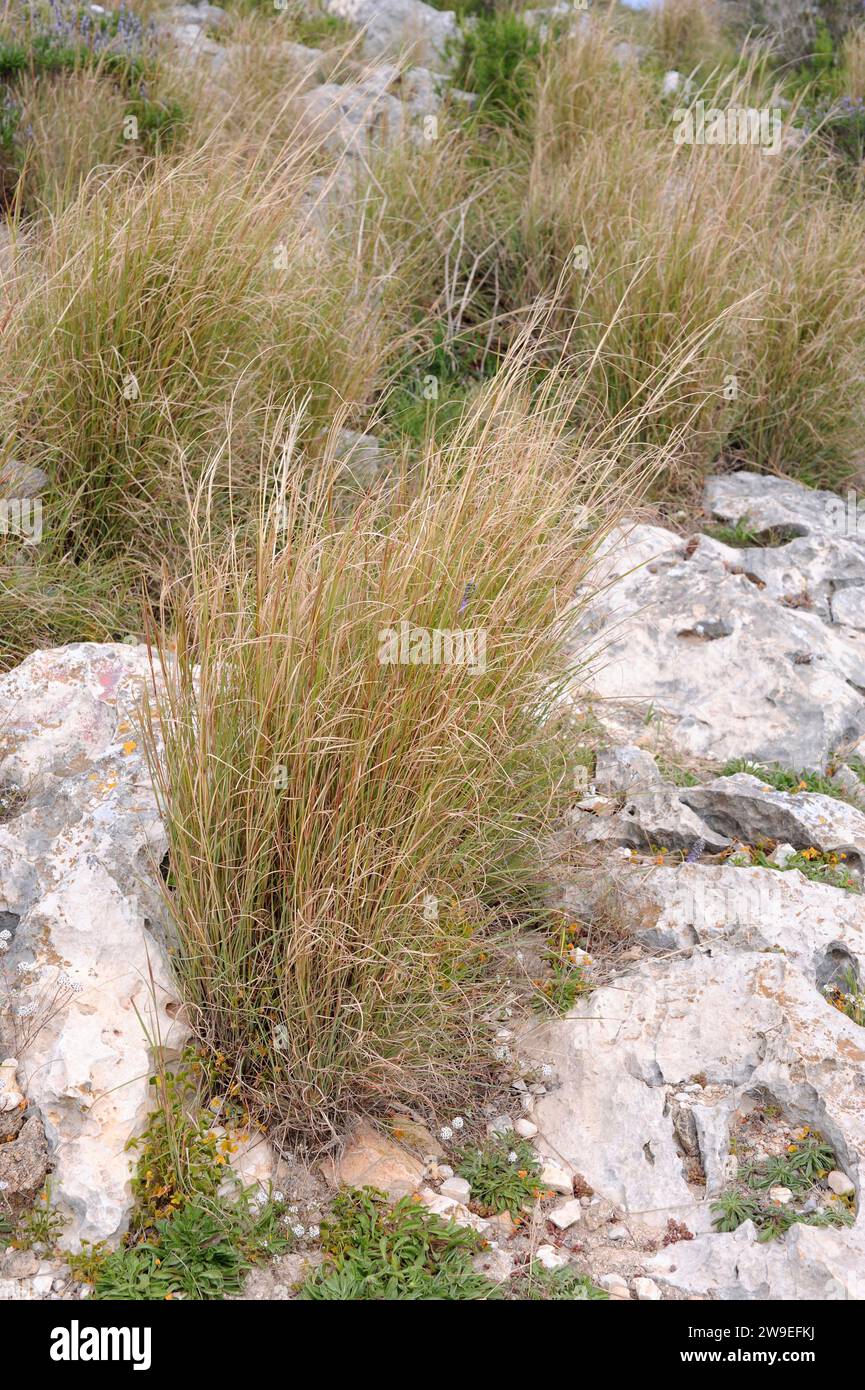 Common thatching grass (Hyparrhenia hirta) is a perennial herb native to Mediterranean Basin and Portugal. This photo was taken in Cap  de Sant Antoni Stock Photo
