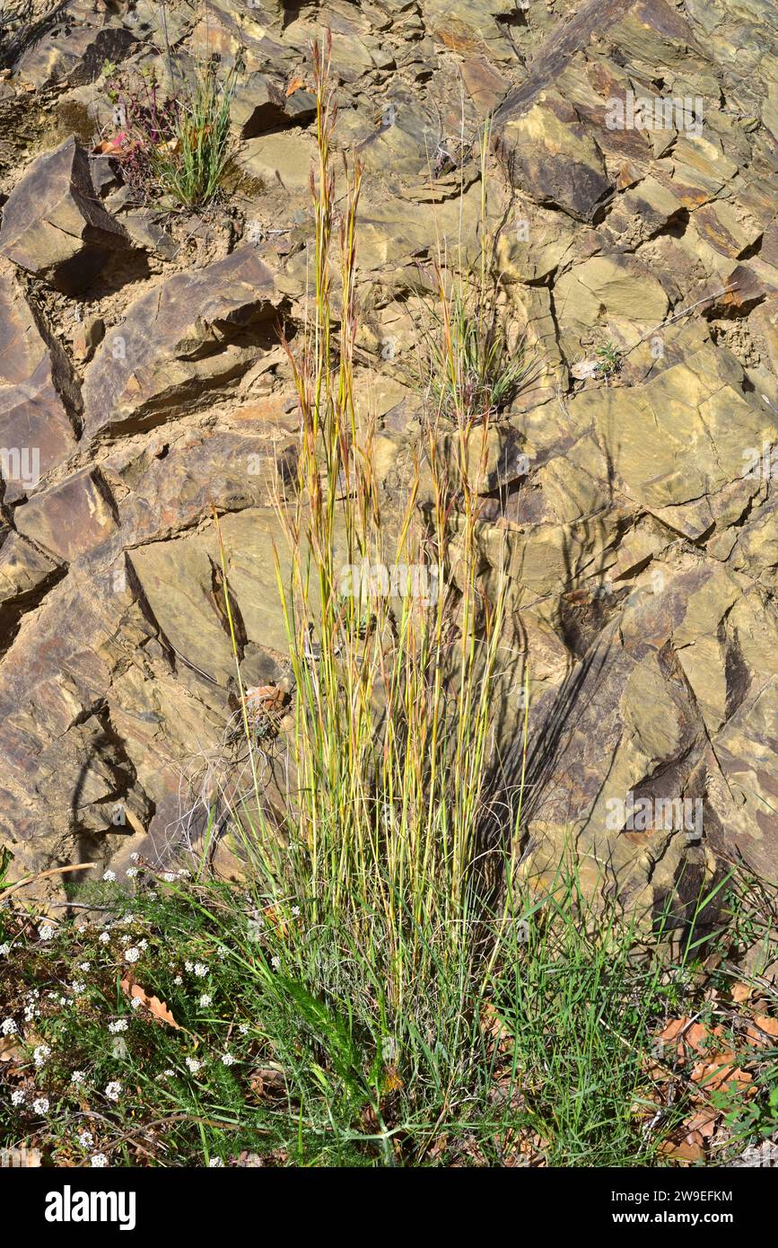 Common thatching grass (Hyparrhenia hirta) is a perennial herb native to Mediterranean Basin and Portugal. This photo was taken in La Albera, Girona p Stock Photo